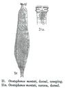 Otostephanos monteti