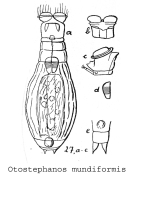 Otostephanos mundiformis - Original description image
