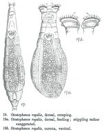 Otostephanos regalis - Original description image