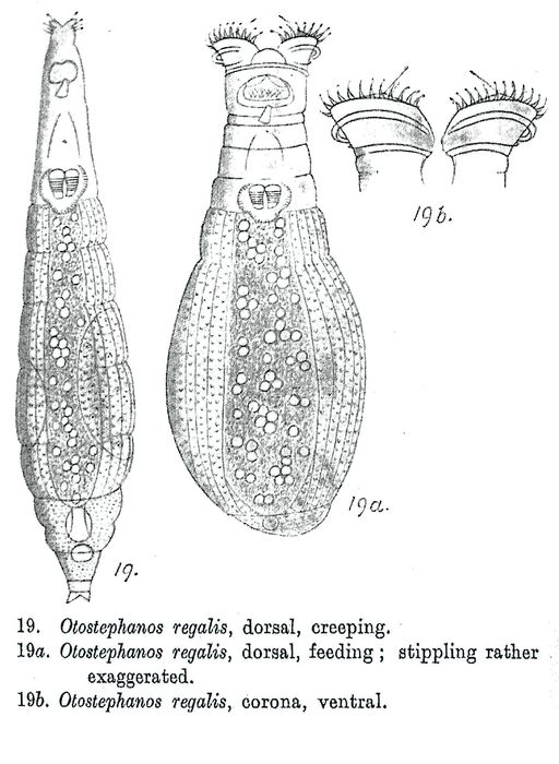 Otostephanos regalis - Original description image