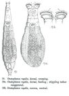 Otostephanos regalis
