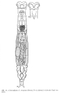 Otostephanos torquatus