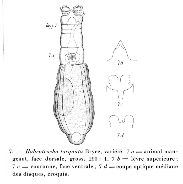Otostephanos torquatus Otostephanos torquatus