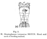 Otostephanos torquatus