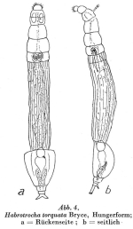 Otostephanos torquatus