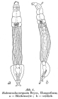 Otostephanos torquatus