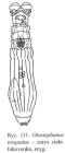 Otostephanos torquatus
