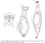 Otostephanos torquatus