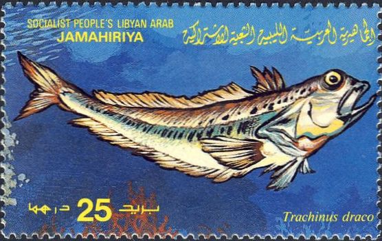 Trachinus draco Trachinus draco