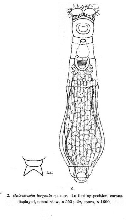 Otostephanos torquatus - Original description image