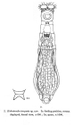 Otostephanos torquatus