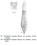 Otostephanos torquatus amoenus