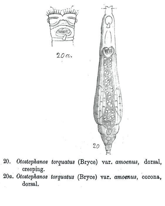 Otostephanos torquatus amoenus