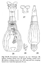 Otostephanos ukrainicus - Original description image