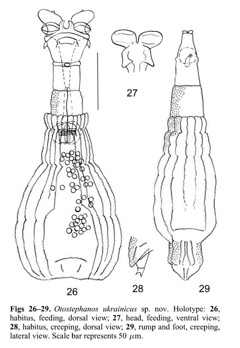 Otostephanos ukrainicus - Original description image