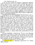 Oxysterna maior - Original description image