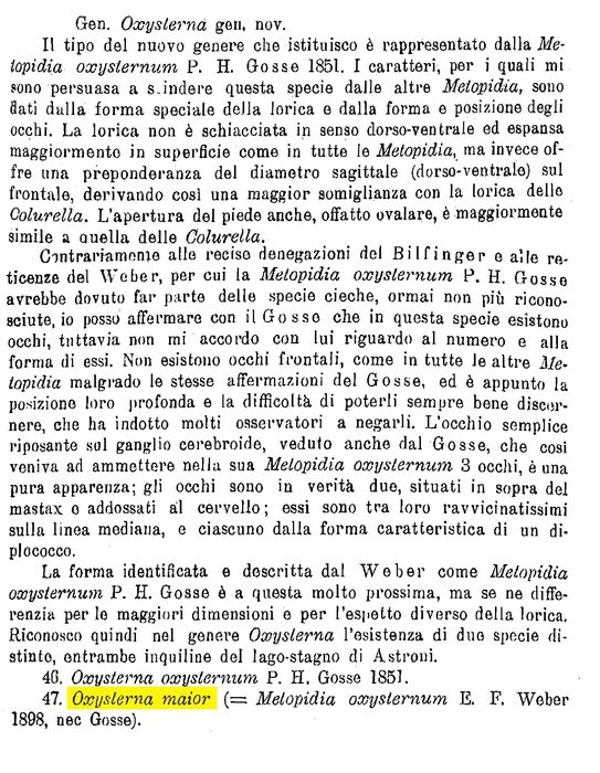 Oxysterna maior - Original description image