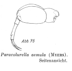 Paracolurella aemula