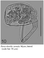 Paracolurella aemula