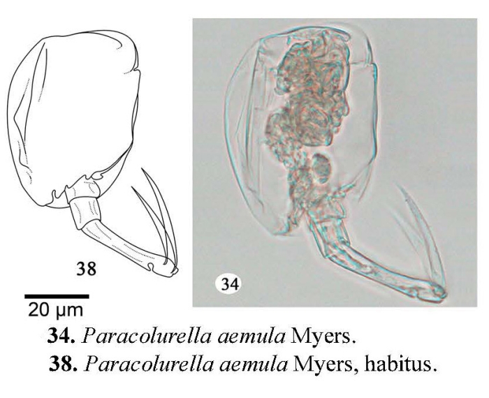 Paracolurella aemula