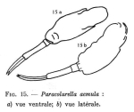 Paracolurella aemula