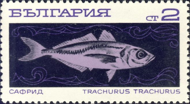 Trachurus trachurus Trachurus trachurus