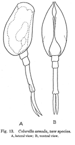Paracolurella aemula - Original description image