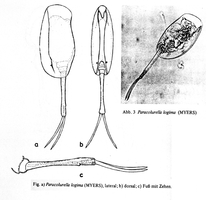 Paracolurella logima