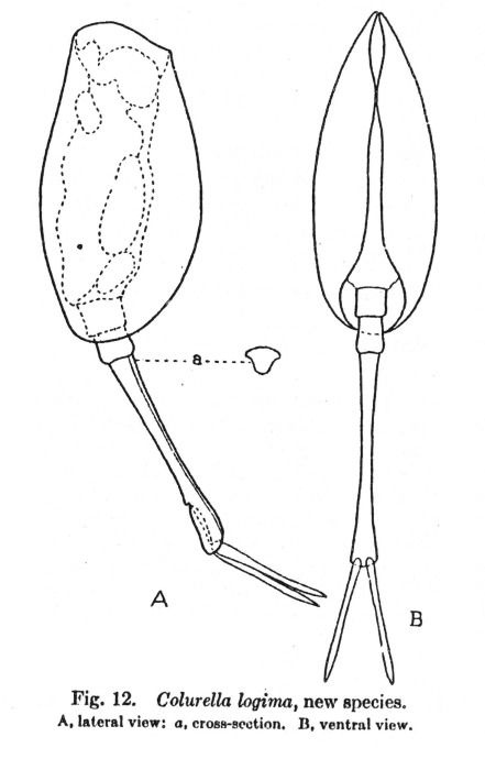 Paracolurella logima - Original description image
