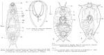 Paradicranophorus aculeatus