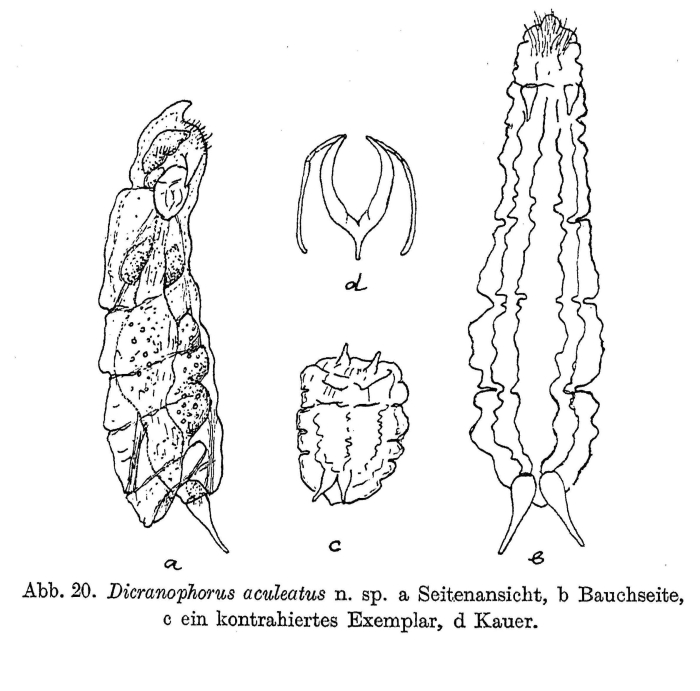 Paradicranophorus aculeatus - Original description image