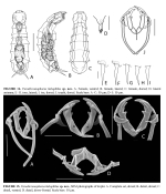 Paradicranophorus halophilus - Original description image