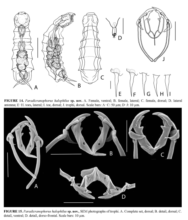 Paradicranophorus halophilus Paradicranophorus halophilus
