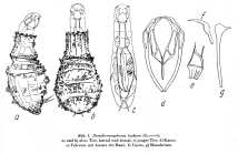 Paradicranophorus hudsoni