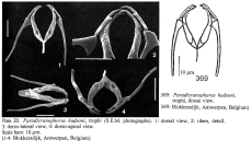 Paradicranophorus hudsoni