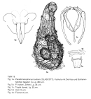 Paradicranophorus hudsoni
