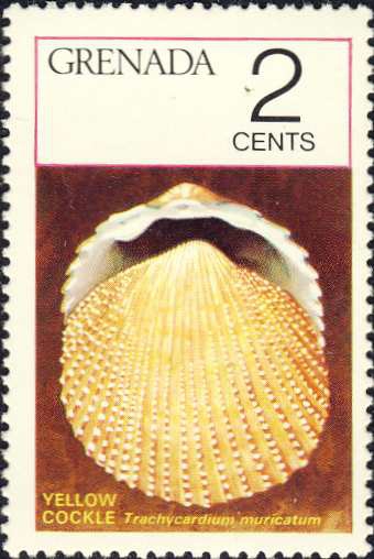 Trachycardium muricatum Trachycardium muricatum