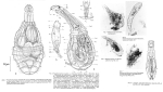 Paradicranophorus hudsoni