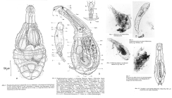 Paradicranophorus hudsoni