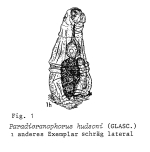 Paradicranophorus hudsoni