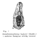 Paradicranophorus hudsoni