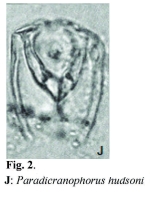 Paradicranophorus hudsoni