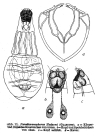 Paradicranophorus hudsoni