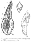 Paradicranophorus hudsoni