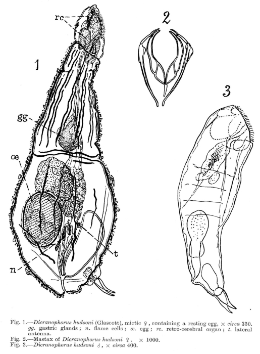 Paradicranophorus hudsoni Paradicranophorus hudsoni