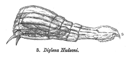 Paradicranophorus hudsoni