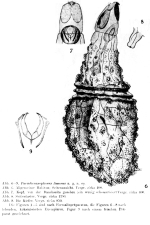 Paradicranophorus limosus - Original description image