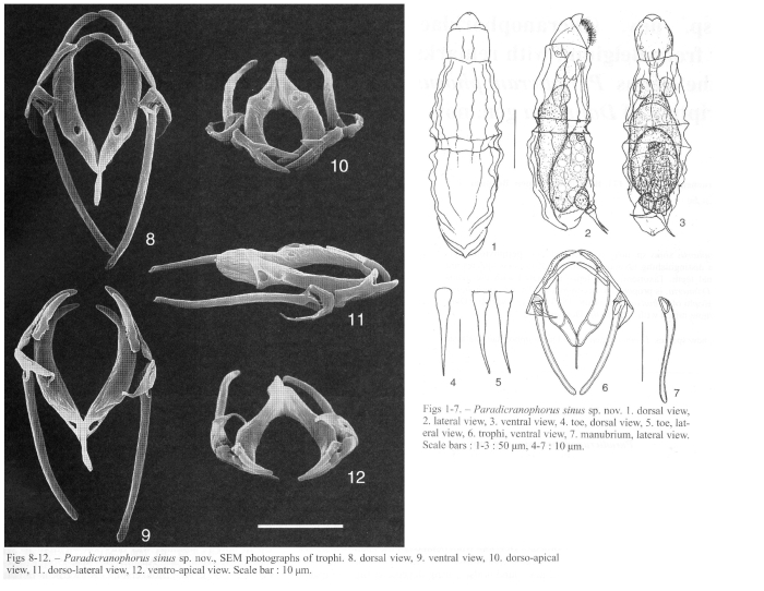 Paradicranophorus sinus - Original description image