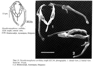 Paradicranophorus sordidus