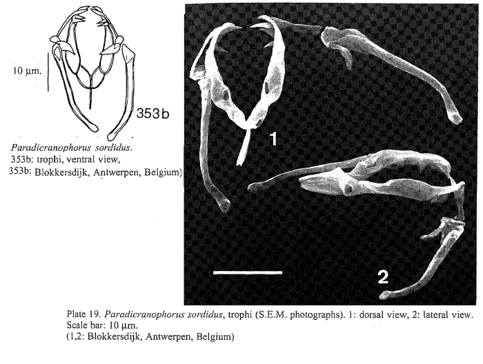 Paradicranophorus sordidus Paradicranophorus sordidus
